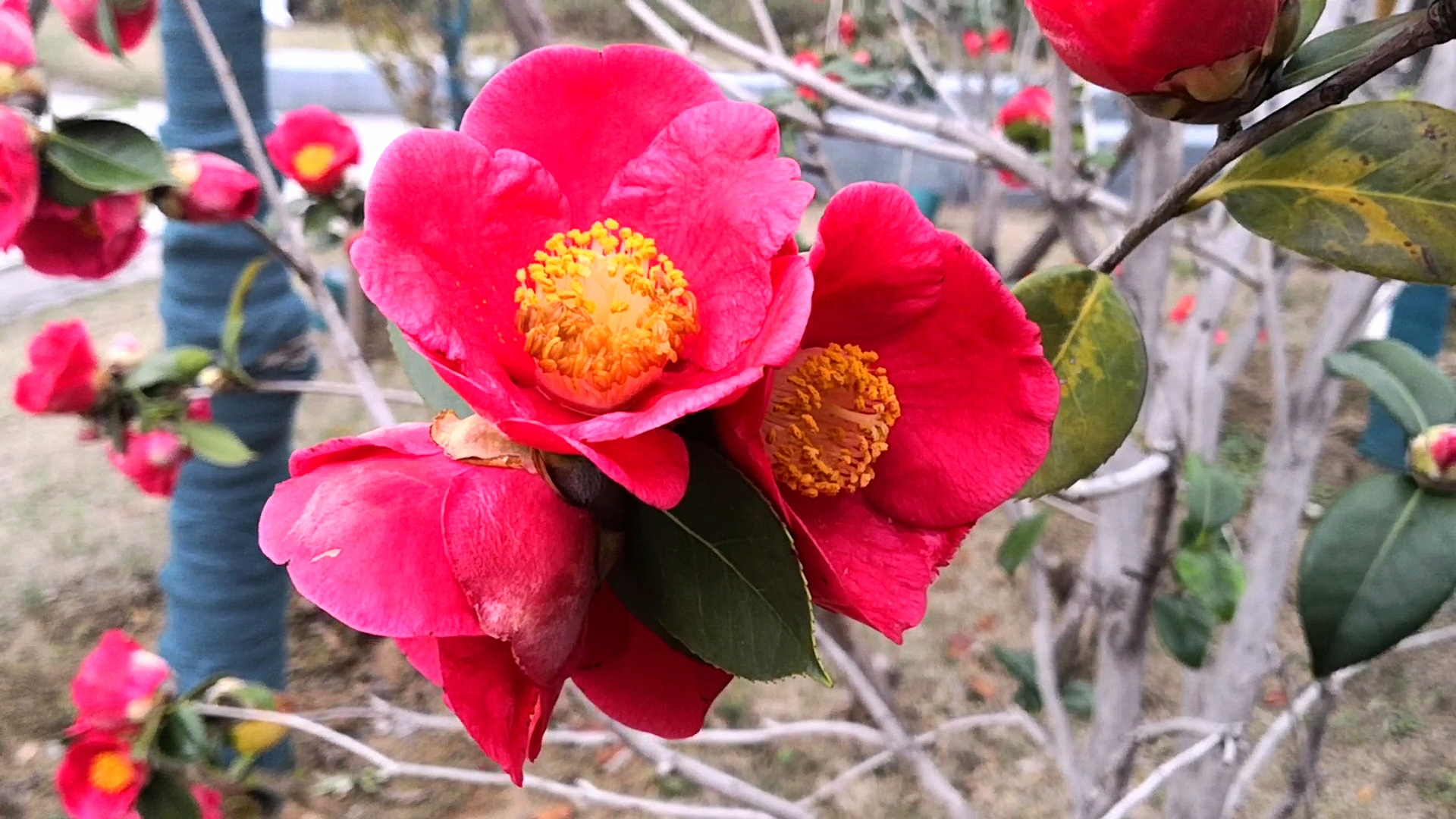 红色山茶花正艳扮靓亳州高铁站